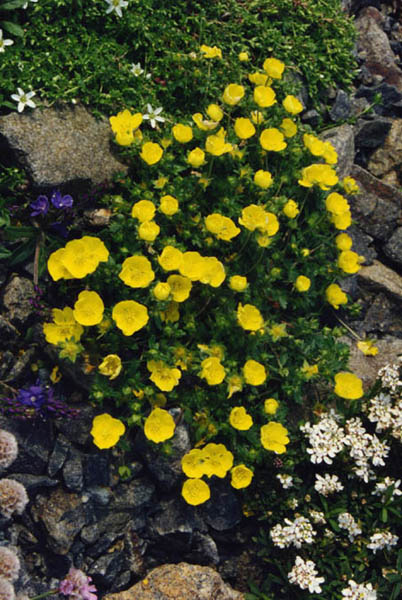 Potentilla aurea forme Pyrénées photo